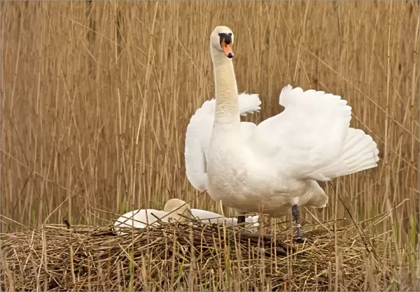 Mute Swan - standing guard over partner at nest - April - Burton - England