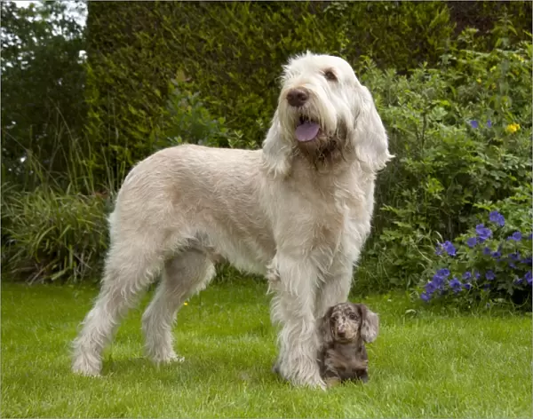 DOG - Spinone with Miniature Short Haired Dachshund - puppy (7 weeks) betweens its paws
