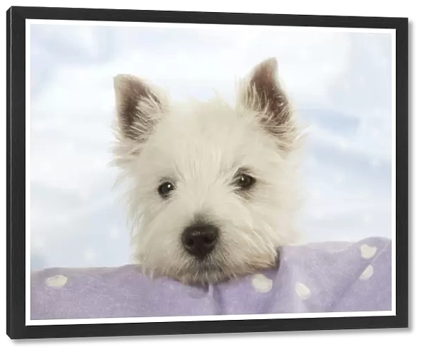 DOG - West Highland White Terrier - looking over edge
