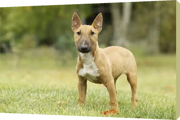 Dog - Miniature Bull Terrier