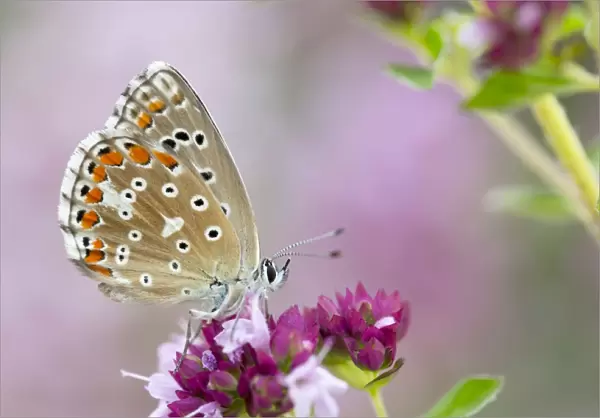 Adonis Blue Butterfly - female on flower - UK
