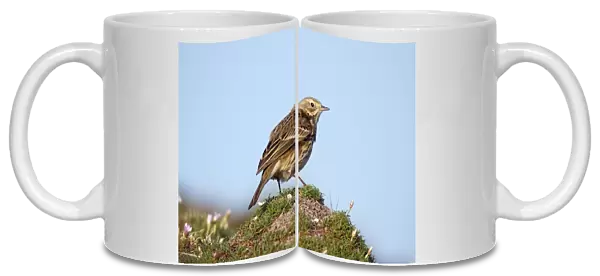 Meadow Pipit - on thrift - Cornwall - UK