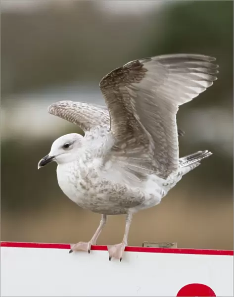 Herring Gull - first winter bird - on a cafe sign - UK