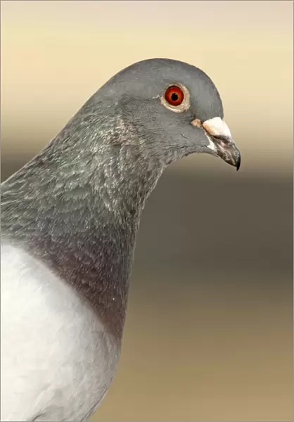 Feral Pigeon - Cornwall - UK