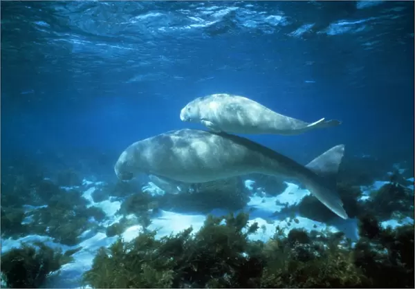 Dugong - female and calf - Shark Bay, Australia