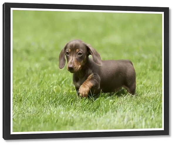 DOG - Miniature Short Haired Dachshund - puppy running through garden (7 weeks)