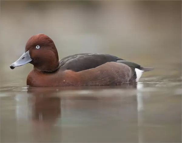 Ferruginous Duck - winter - UK