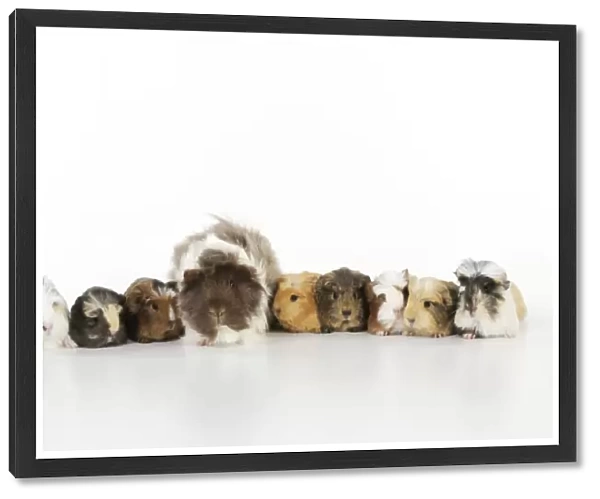 Baby guinea pigs with adult