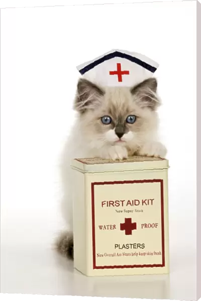 CAT - Ragdoll kitting wearing nurses hat with box of plasters