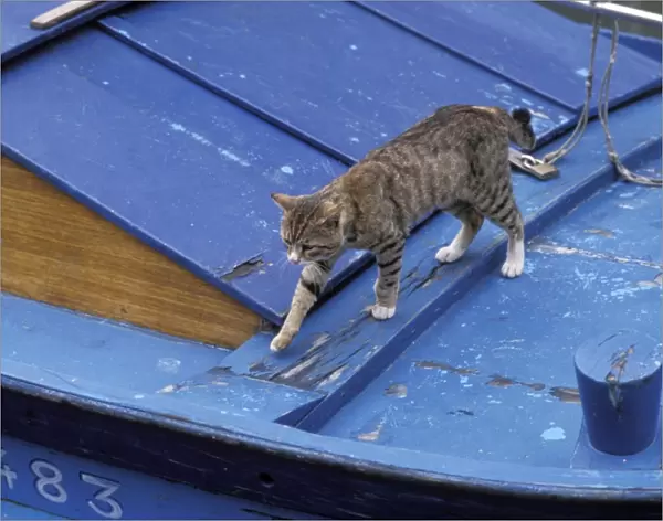 Cat - walking across boat - Venice - Italy