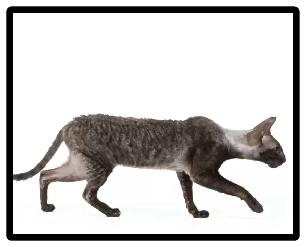 Cat - Cornish Rex