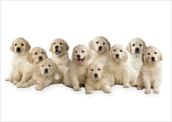 Golden Retriever Dogs - puppies Digital Manipulation: Comped dogs together All JD