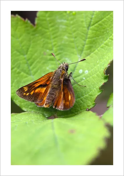Large Skipper Butterfly - Cornwall - UK