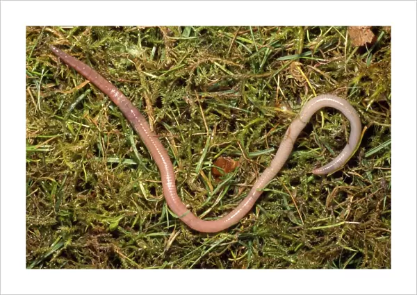 Earthworm - crawling over grass - UK