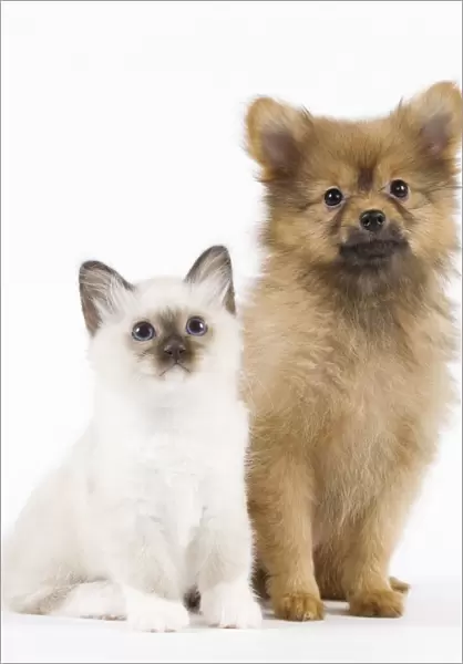 Dog - Spitz Nain with Cat - Birman kitten
