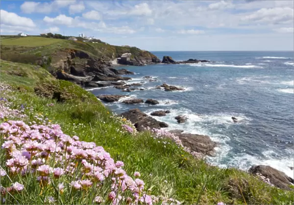 Lizard Point - with Thrift in foreground - Cornwall, UK