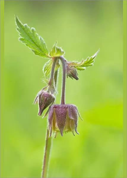 Water Avens - showing close up of flower head in flower - May - Longdon - Staffordshire - England