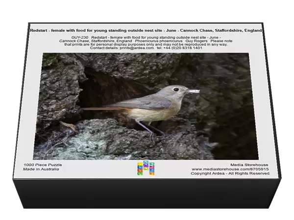 Redstart - female with food for young standing outside nest site - June - Cannock Chase, Staffordshire, England