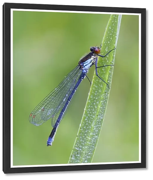 Red Eyed Damselfly - male resting on Yellow Flag leaf - August - Cannock - Staffordshire - England