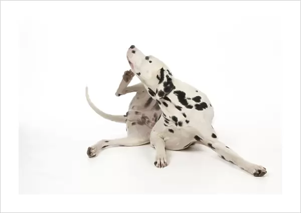 DOG - Dalmatian scratching itself