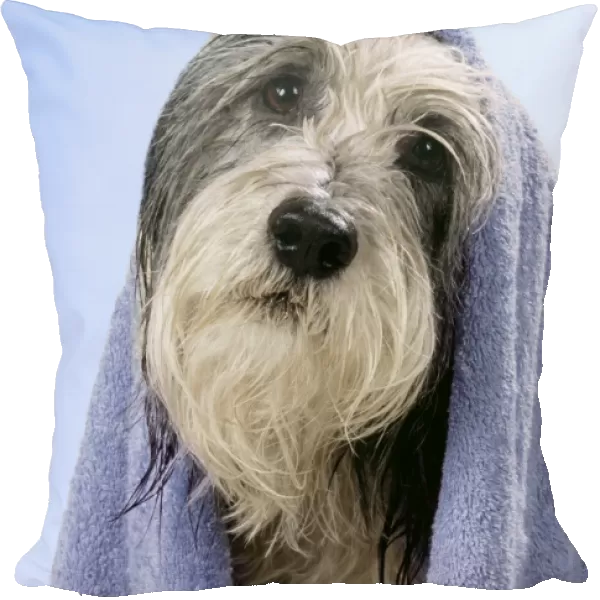 Dog - wet Dog in towel Digital Manipulation: changed towel colour - changed background