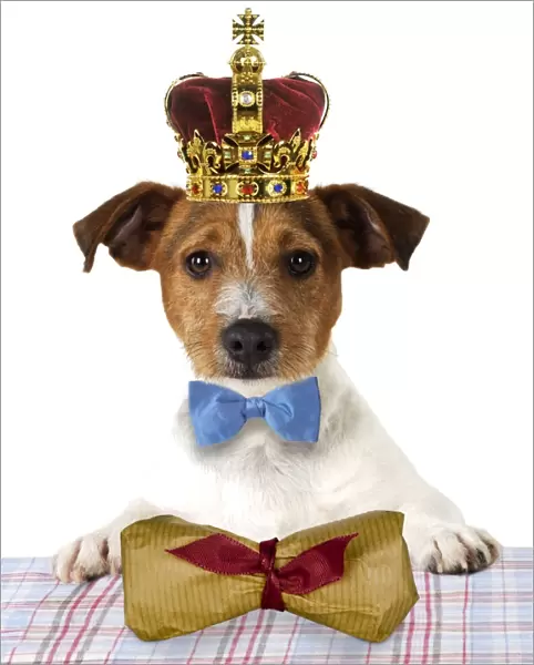 DOG. Jack russell terrier wearing bow tie sitting at table with gift wrapped bone parcel Digital Manipulated: added crown & bow tie JD - added parcel Su - removed plate & cutlery on table