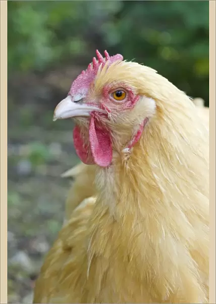 Orpington Buff Domestic chicken breed Essex, UK BI021197