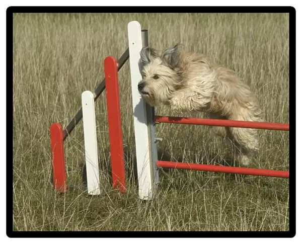 Dog - jumping over fence on agility course