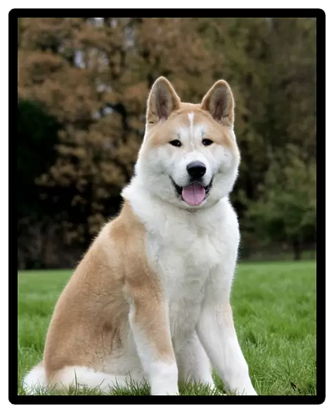 Dog - Akita Inu
