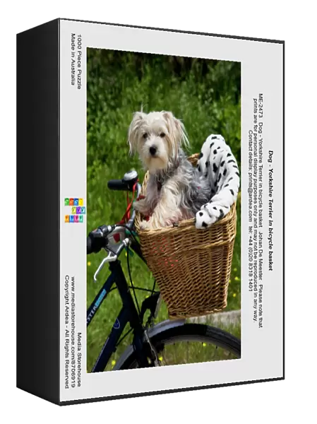 Dog - Yorkshire Terrier in bicycle basket