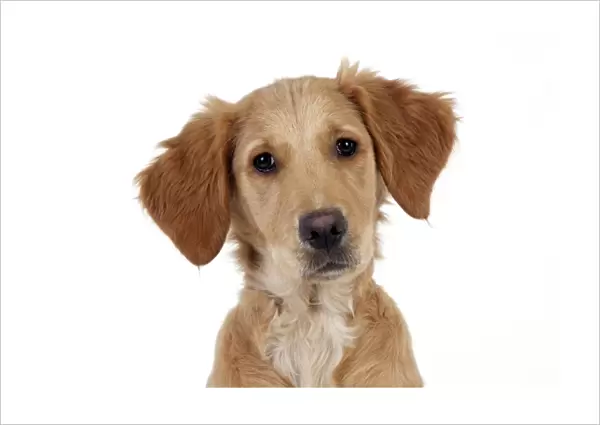 DOG - Golden retriever puppy (head shot) (13 weeks)