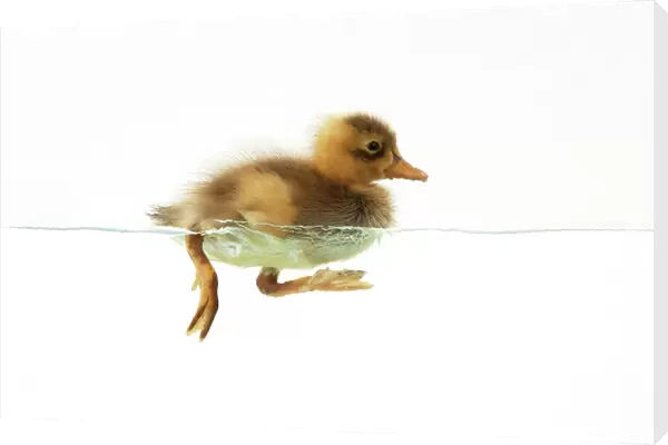 DUCK - Duckling swimming