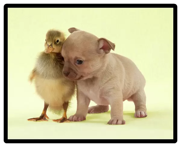 DOG - Chihuahua puppy standing with duckling (4 weeks) Digital Manipulation: background to yellow