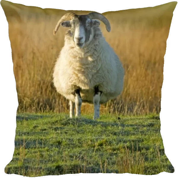 Ram - with Barnacle Geese in background - Isle of Islay - Scotland - UK MA002345
