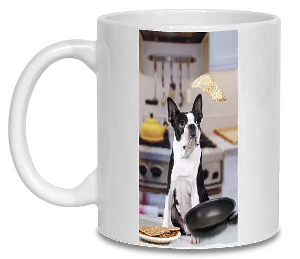 Boston Terrier Dog - with pancake being flipped