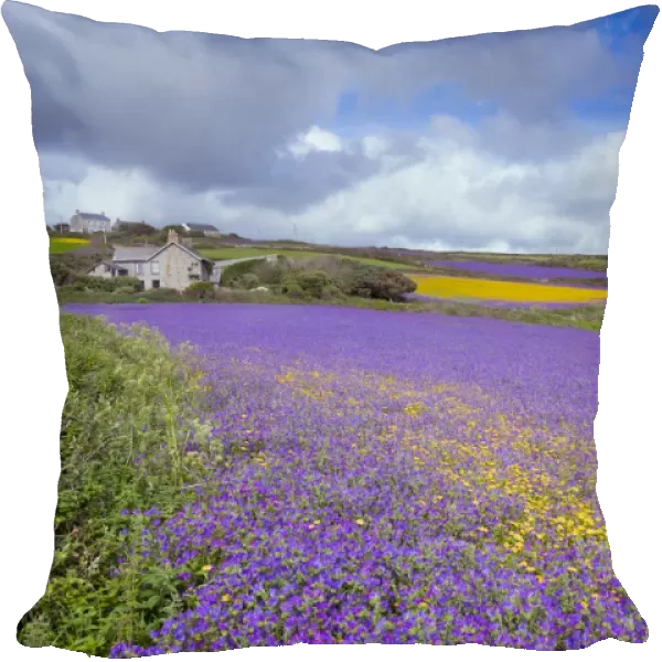 Purple Viper's Bugloss  /  Paterson's Curse - Boscregan, Cornwall, UK