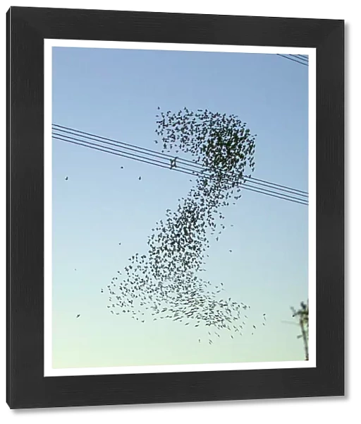Starlings - a murmuration in the shape of number two beside Didcot Power Station as thousands of Starlings went to roost - 14th November 2012 Digital Manipulation: colour alteration