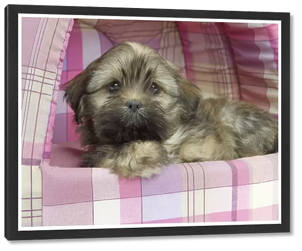 Dog - Lhasa Apso - puppy - in bedding
