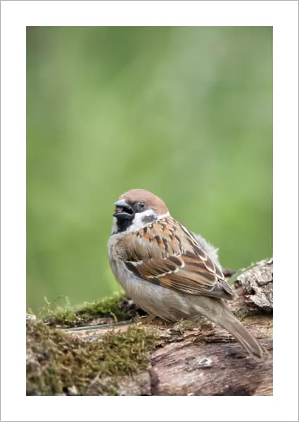 Tree Sparrow - feeding - UK