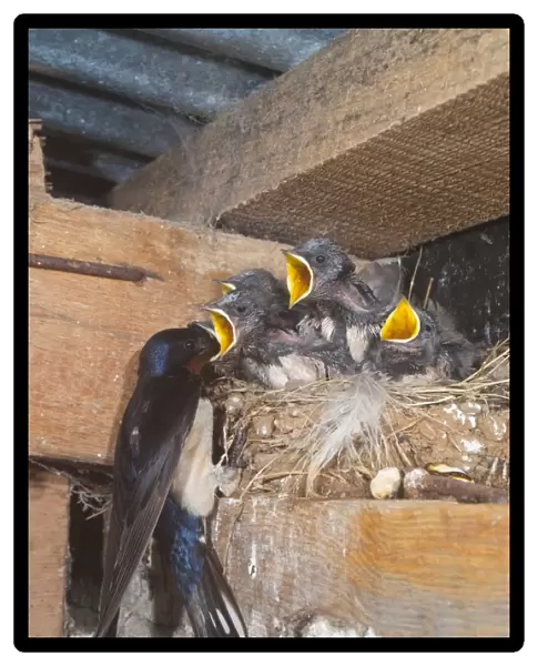 Adult feeding young swallows on the nest - Cornwall - UK