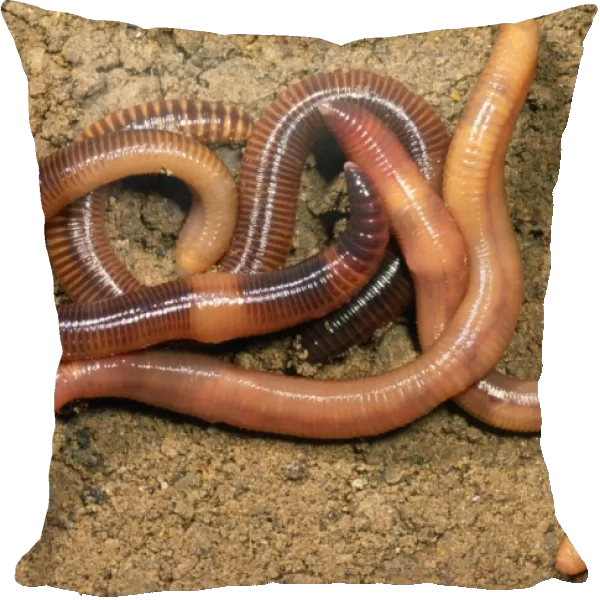 Composr Earthworm - aggregation - UK