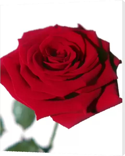 Red rose flower (Rosa sp.)