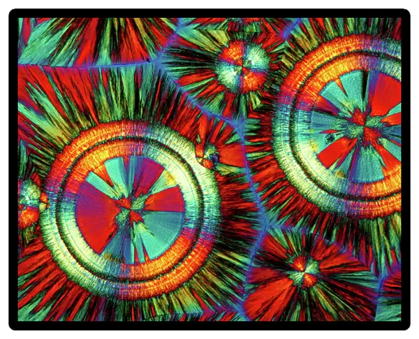EDTA crystals, light micrograph