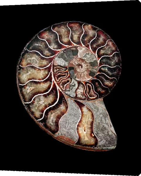 Fossilised ammonite (Asteroceras obtusum)