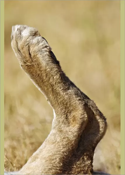 Lion foot (Panthera leo). Lions are found in the savannah