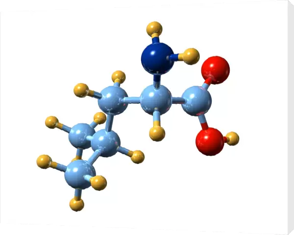Asparagine, molecular model