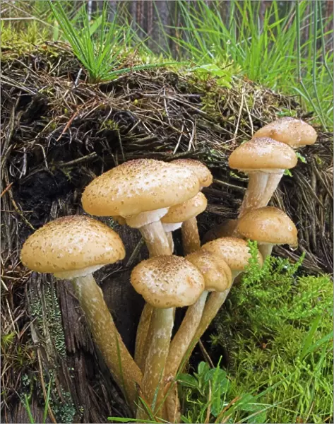 Honey fungus (Armillaria mellea)