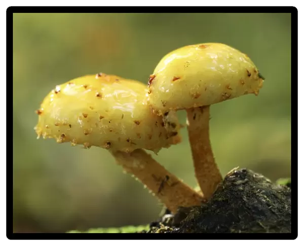 Pholiota limonella mushrooms