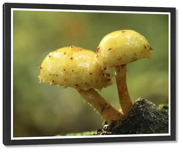 Pholiota limonella mushrooms