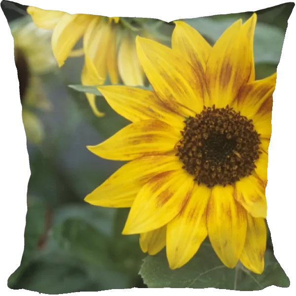 Common sunflower Music Box flowers